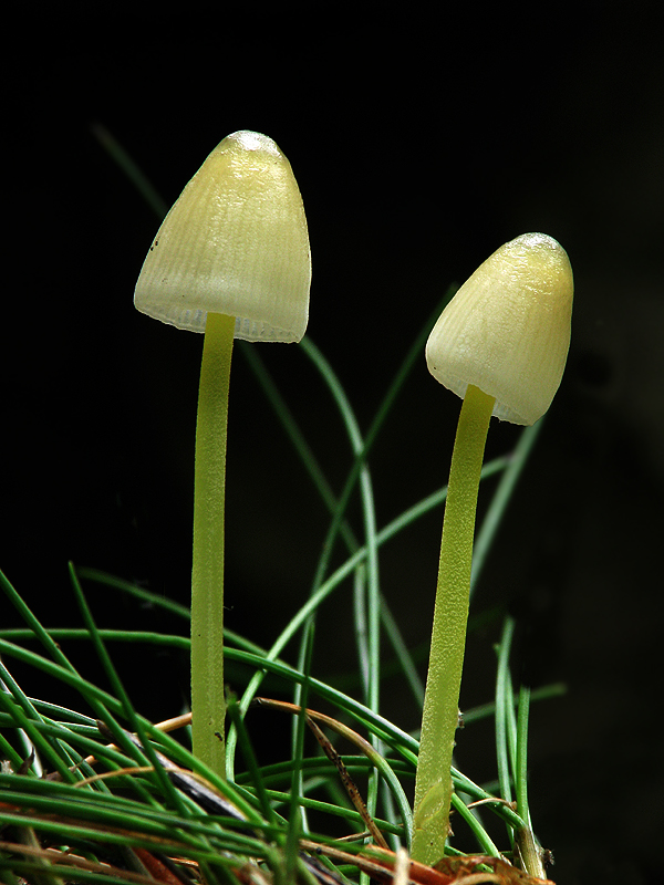 prilbička slizká Mycena epipterygia (Scop.) Gray