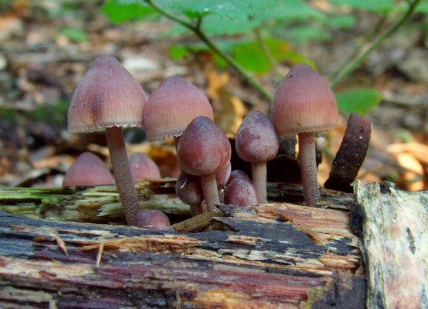 prilbička Mycena sp.