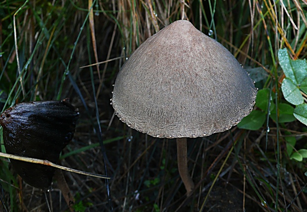 zvonovec obyčajný ? Panaeolus papilionaceus var. papilionaceus? (Bull.) Quél. (1873)