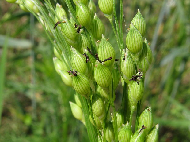 proso siate Panicum miliaceum L.