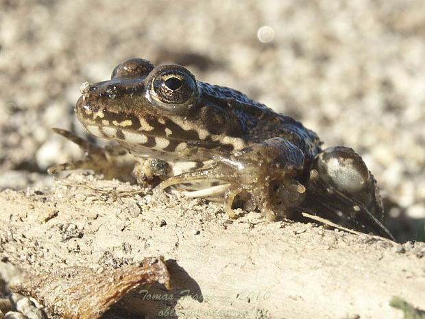 skokan rapotavý Pelophylax ridibundus