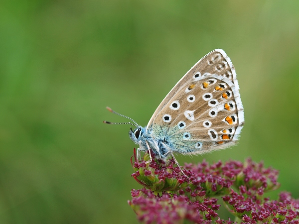 modráčik ďatelinový Polyommatus bellargus