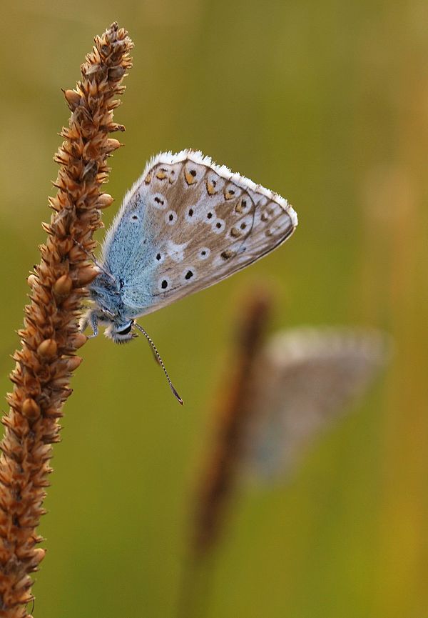 modráčik vikový Polyommatus coridon