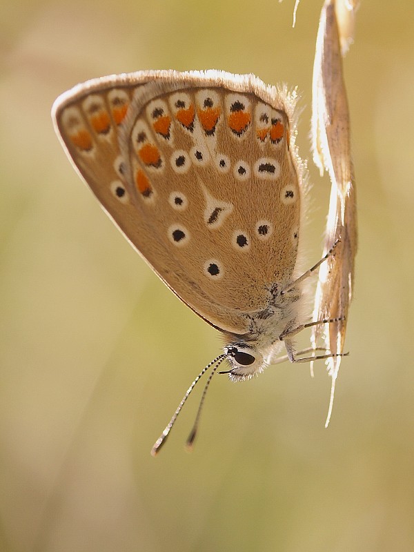 modráčik obyčajný Polyommatus icarus