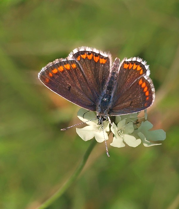 modráčk obyčajný Polyommatus icarus