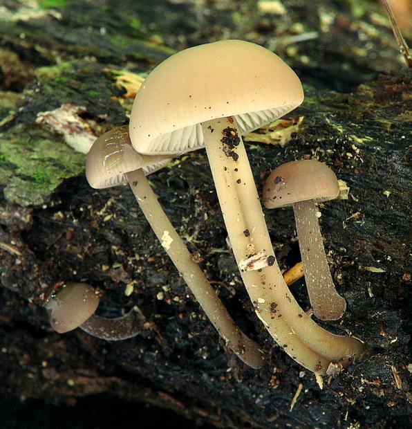 drobuľka Psathyrella sp.