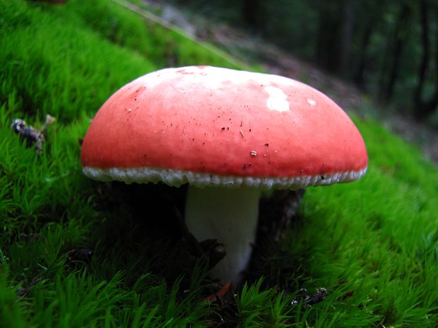 plávka úhľadná Russula rosea Pers.