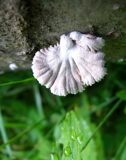 klanolupeňovka obyčajná Schizophyllum commune Fr.