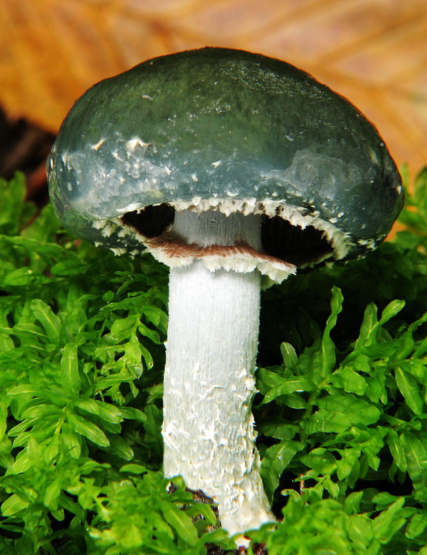 golierovka zelenomodrá Stropharia caerulea Kreisel