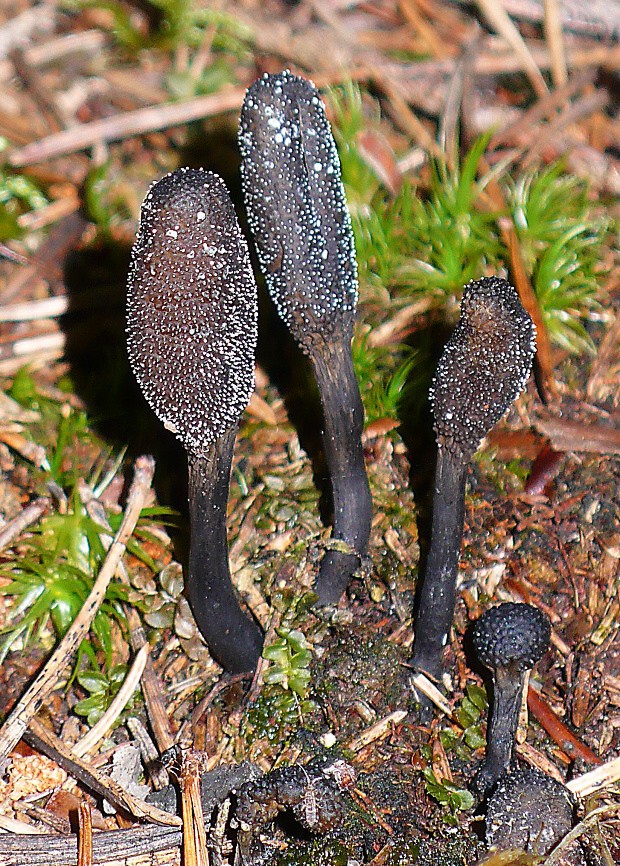 žezlovka srnková Tolypocladium ophioglossoides (J.F. Gmel.) Quandt, Kepler & Spatafora