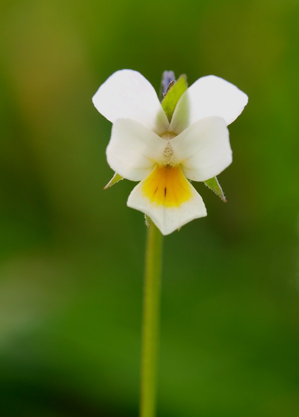 fialka roľná Viola arvensis Murray