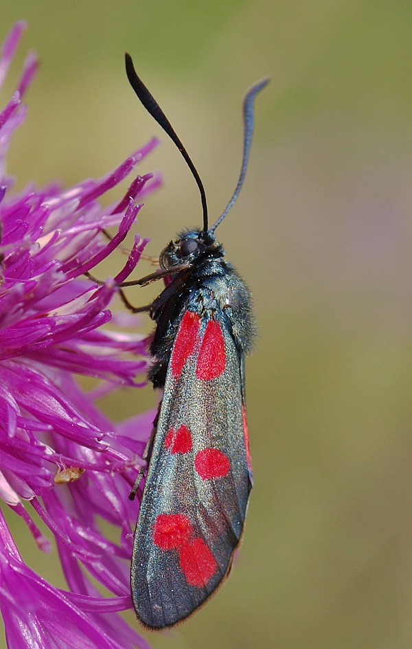 vretienka obyčajná Zygaena filipendulae