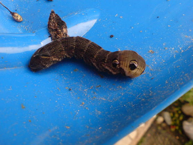 neidentifikovana larva