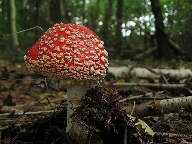 muchotrávka červená Amanita muscaria (L.) Lam.