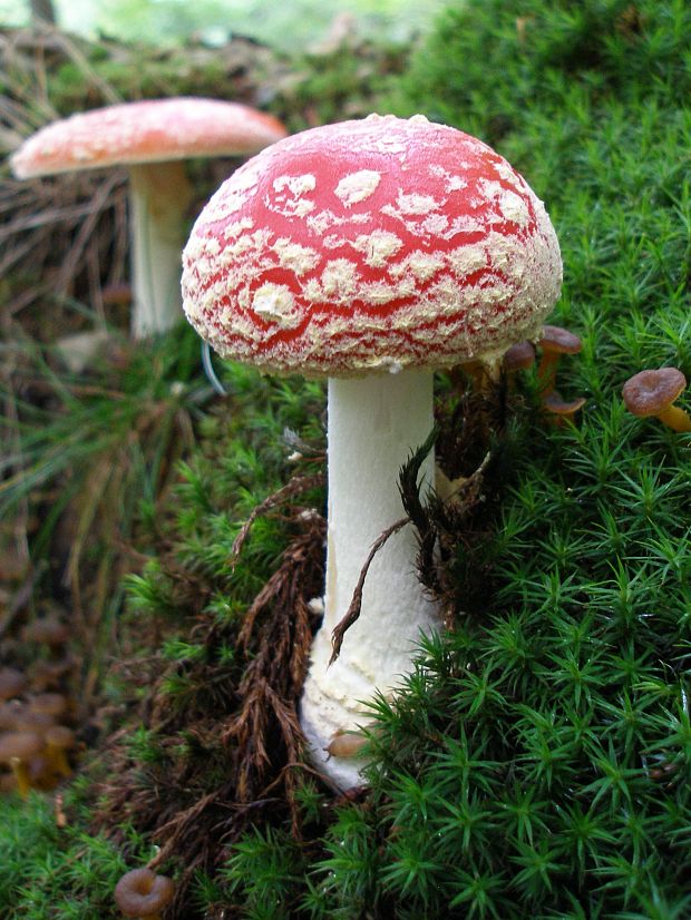 muchotrávka červená Amanita muscaria (L.) Lam.