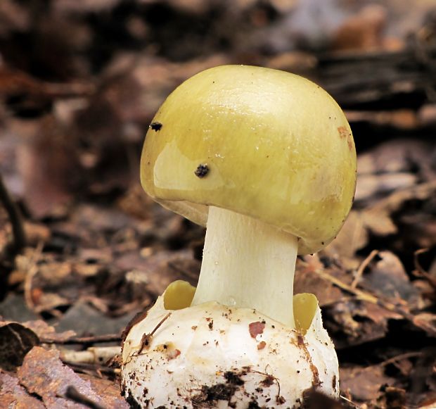 muchotrávka zelená Amanita phalloides (Vaill. ex Fr.) Link