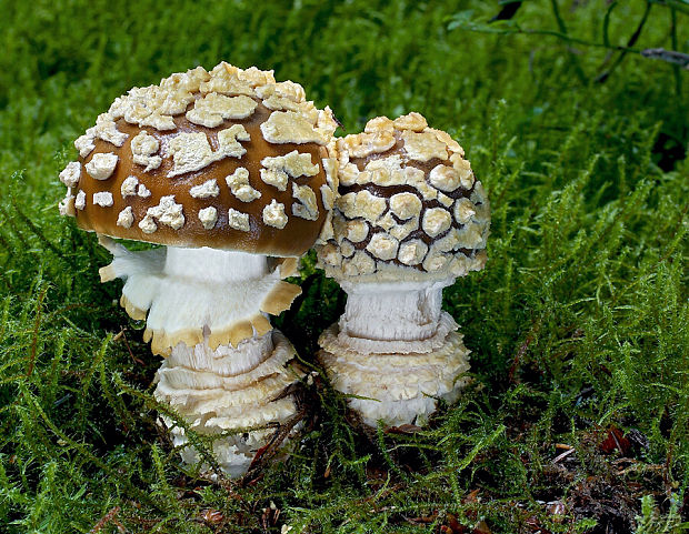 muchotrávka kráľovská Amanita regalis (Fr.) Michael