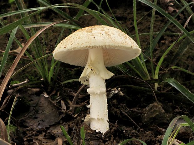 muchotrávka Amanita sp.