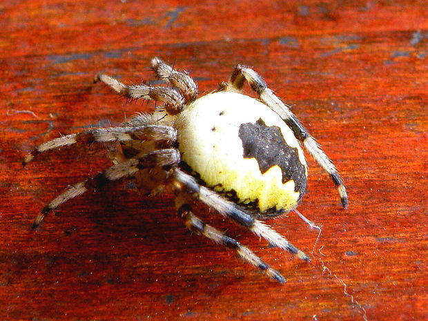 križiak dvojfarebný  Araneus marmoreus  Clerck, 1757