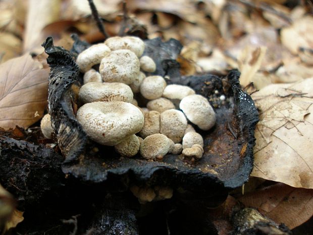 príživnica prášnicovitá Asterophora lycoperdoides (Bull.) Ditmar