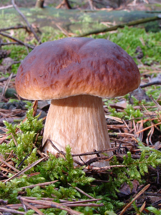 hríb smrekový Boletus edulis Bull.