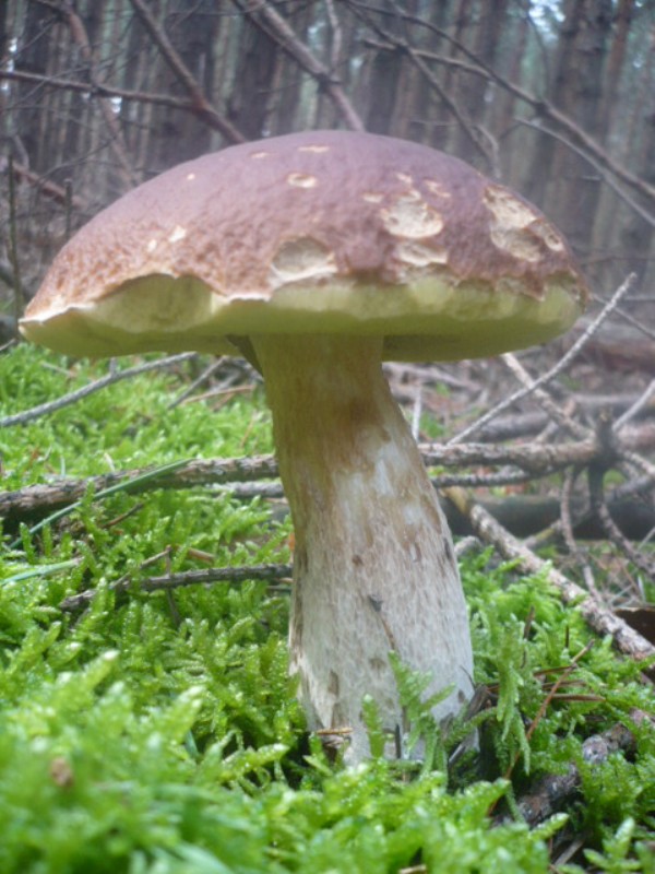 hríb smrekový Boletus edulis Bull.