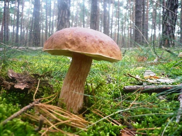 hríb smrekový Boletus edulis Bull.