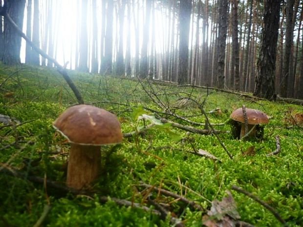 hríb smrekový Boletus edulis Bull.