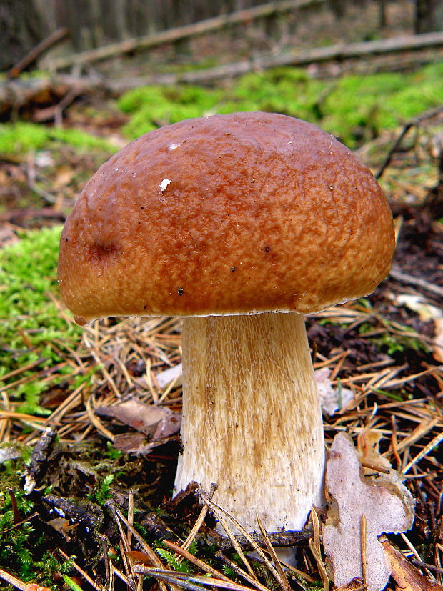 hríb smrekový Boletus edulis Bull.