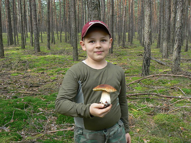 hríb smrekový Boletus edulis Bull.