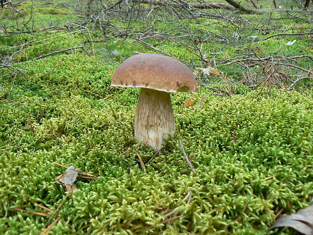 hríb smrekový Boletus edulis Bull.