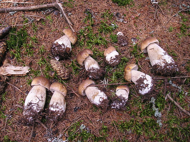 hríb smrekový Boletus edulis Bull.