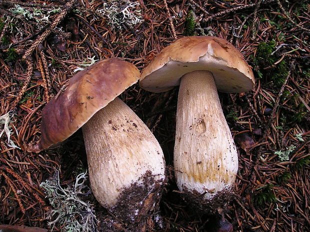 hríb smrekový Boletus edulis Bull.