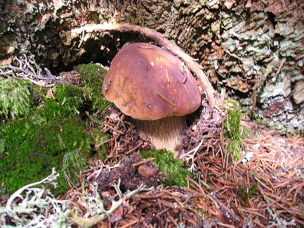 hríb smrekový Boletus edulis Bull.