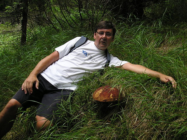 hríb smrekový Boletus edulis Bull.