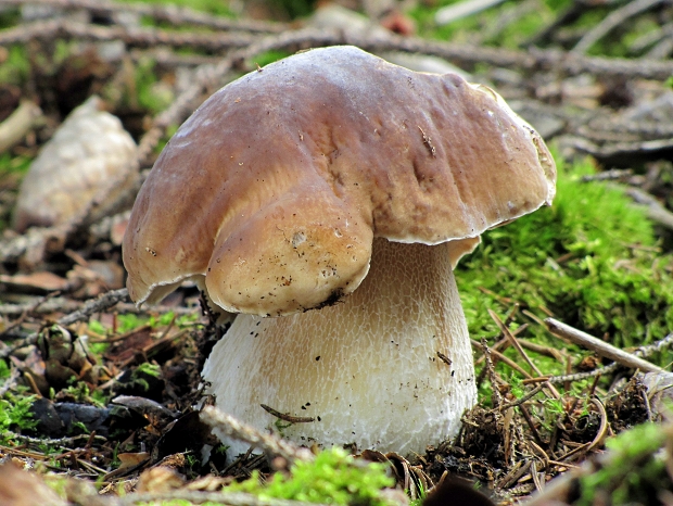 hríb smrekový-hřib smrkový Boletus edulis Bull.