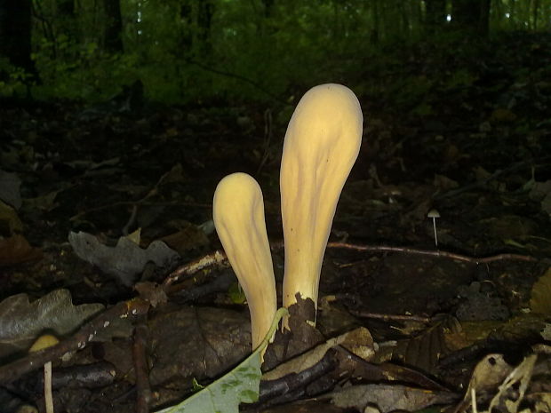 kyjak citrónovožltý Clavariadelphus flavoimmaturus R.H. Petersen