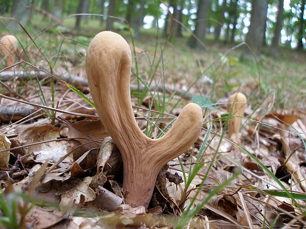 kyjak obrovský Clavariadelphus pistillaris (Fr.) Donk