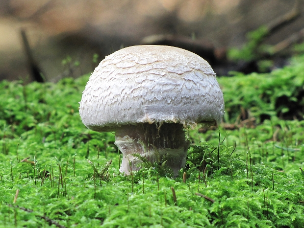 pavučinovec-pavučinec? Cortinarius sp.