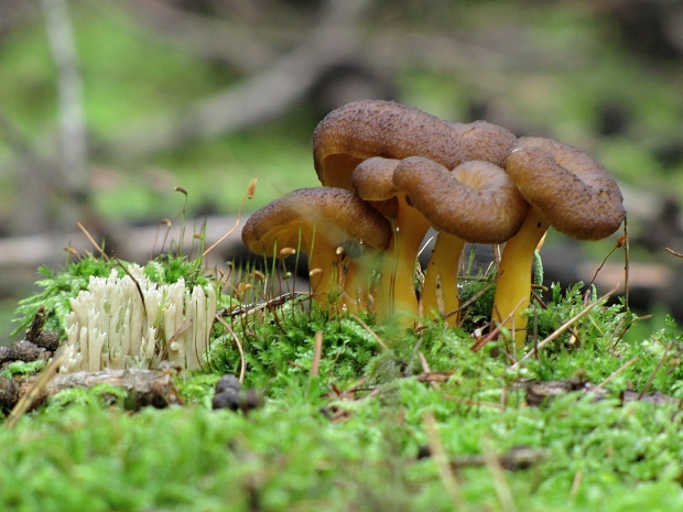 kuriatko lievikovité-liška nálevkovitá Craterellus tubaeformis (Fr.) Quél.