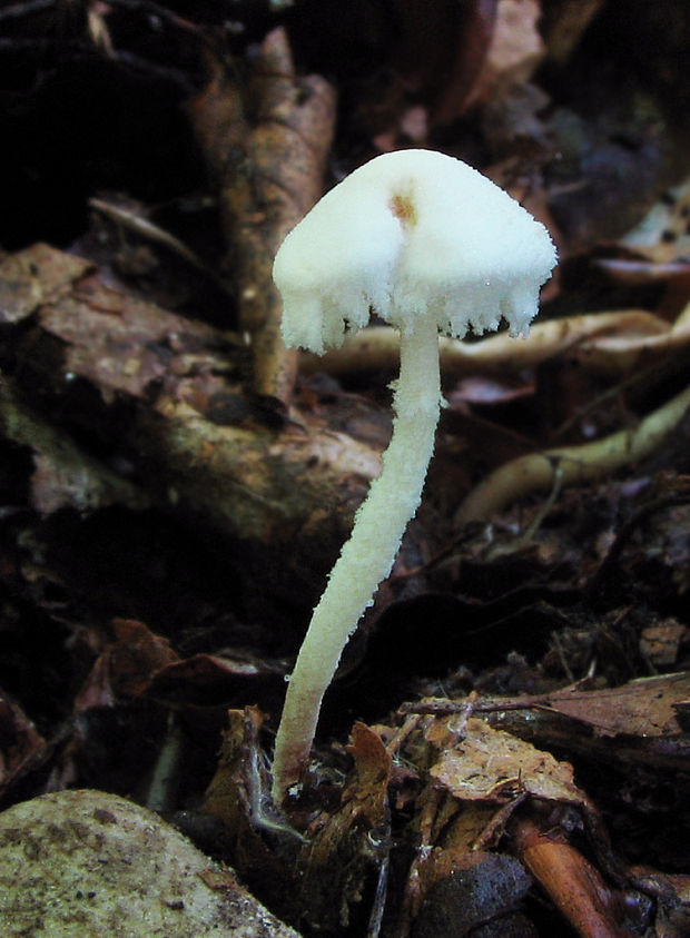 bedlička ligotavá Cystolepiota seminuda (Lasch) Bon