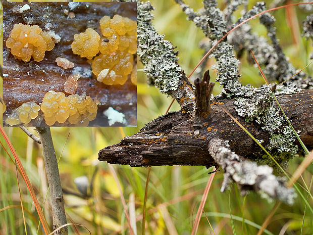 slzovec rôsolovitý Dacrymyces stillatus Nees