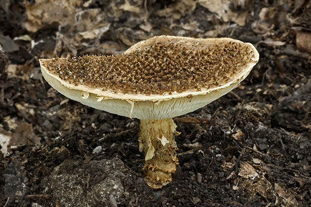 bedlička ostrošupinatá Echinoderma asperum (Pers.) Bon