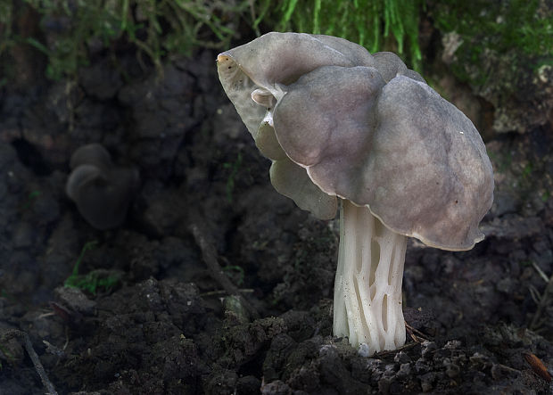 chriapač jamkatý Helvella lacunosa Afzel.