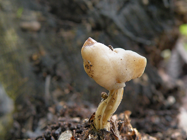 chriapač jamkatý Helvella lacunosa Afzel.