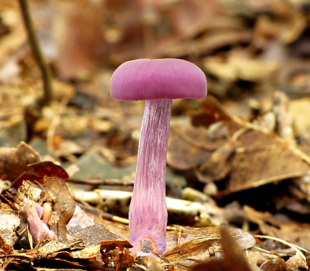 lakovka ametystová Laccaria amethystina (Huds.) Cooke