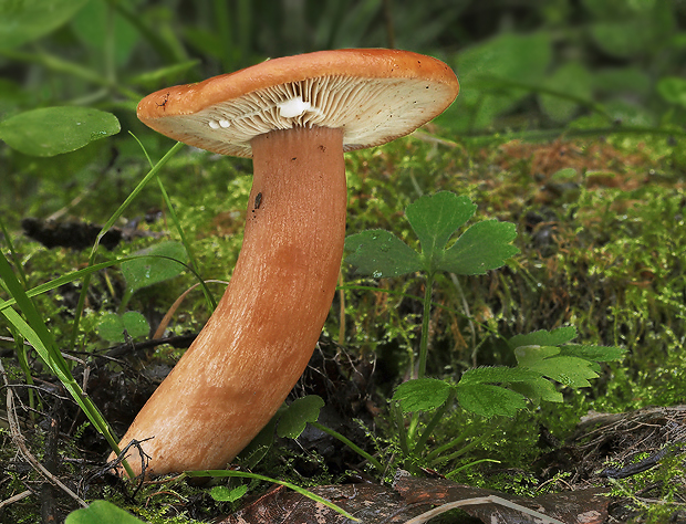 rýdzik pomarančový Lactarius aurantiacus (Pers.) Gray