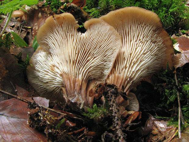 húževnatček ulitovitý Lentinellus cochleatus (Pers.) P. Karst.