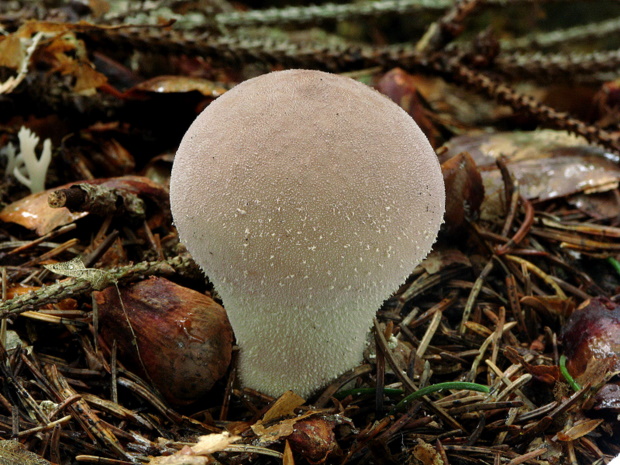 prášnica hnednúca Lycoperdon molle Pers.