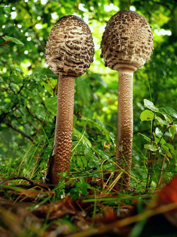 bedľa vysoká  Macrolepiota procera var. pseudo-olivascens  Bellù & Lanzoni